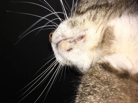 Scabs Under Cats Chin