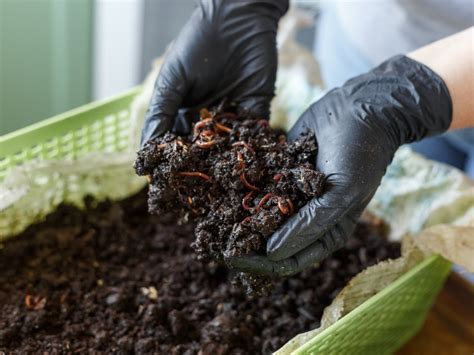 Vermicomposting Under Sinks Worm Composting Bins For Indoors