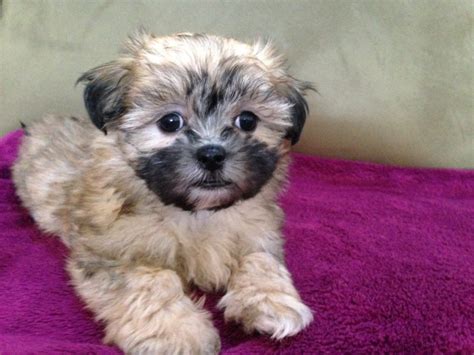 Poodle, maltese, shih tzu, bulldog, pug, yorkie. Mal-Shi Maltese Shih- tzu Female Pup For Sale Florida "Angel"