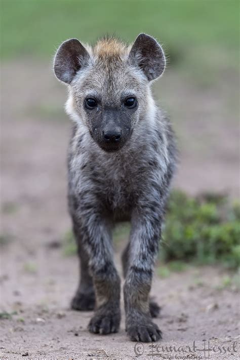 The Spotted Hyena Lensman Lennart Hessel Photography