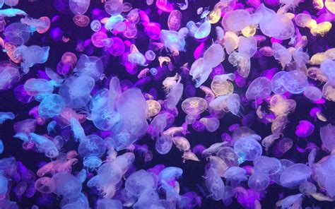 Wallpaper Jellyfish Underwater World Glow Neon Phosphorus Hd