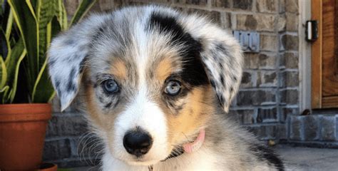 Happy, healthy dogs and happy families are our goal. Australian Shepherd Chihuahua Mix | Breed Information ...