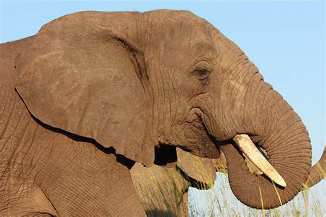 Elephant Close Up Hluhluwe Imfolozi Game Reserve Username Flickr