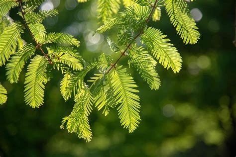 Dawn Redwood How To Grow And Care For Dawn Redwood