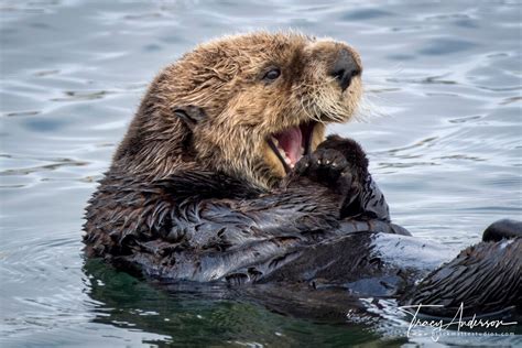 Yawning Sea Otter Photo Morro Bay Sea Otters Sea Otter Photography