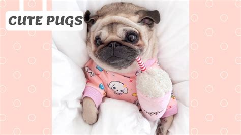 Cute And Funny Pugs Playing 2019 Funny Pet Videos March Youtube