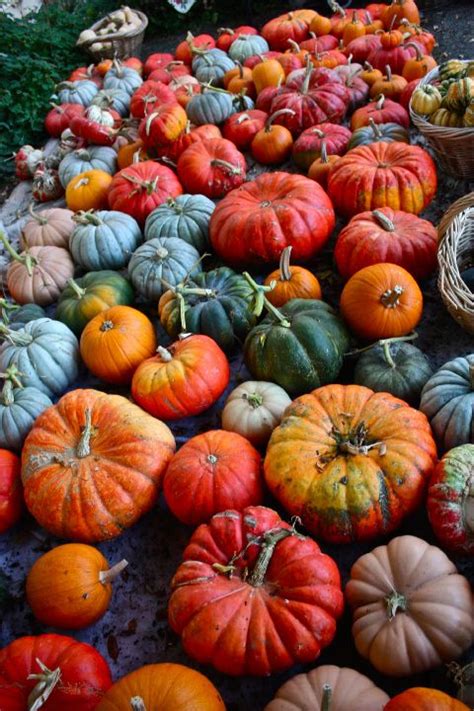 1000 Images About Gourds And Pumpkins On Pinterest Thanksgiving