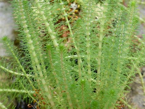 Myriophyllum Crispatum Upright Water Milfoil Uk Grown Direct Delivery