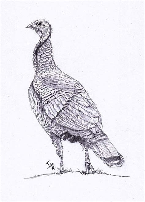 traditional female turkey drawing by halasaar01 on deviantart