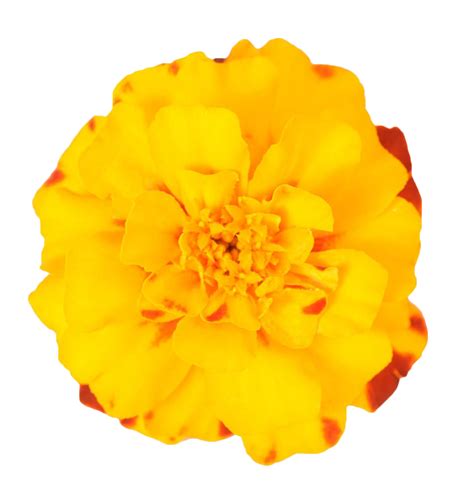 Mexican Marigold Flower Plant Yellow Marigold Png Download 9431000
