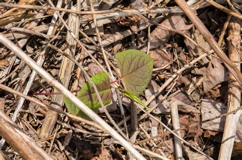 Removing knotweed is very difficult, and you should always contact a professional to do it for you. Japanese Knotweed UK Map: Is it in my area? » Knotweed Help