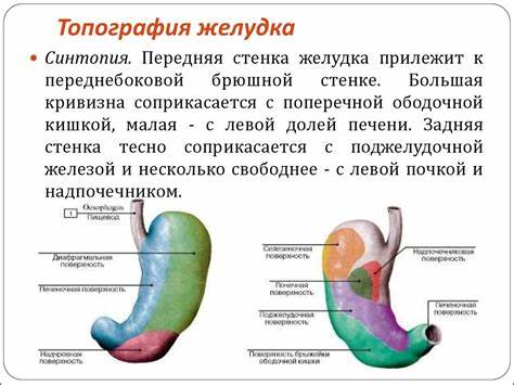 Рак желудка 4 стадии диета Рак желудка. Патология и стадии опухолевого процесса - online presentation Рак желудка. Патология и стадии опухолевого процесса - online presentation Рак желудка 4 стадии диета