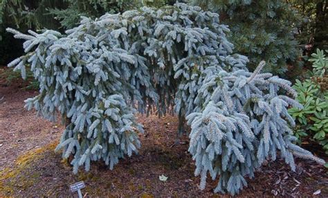 Picea Pungens The Blues Weeping Colorado Blue Spruce Kigi Nursery