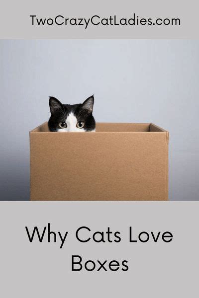why cat love box