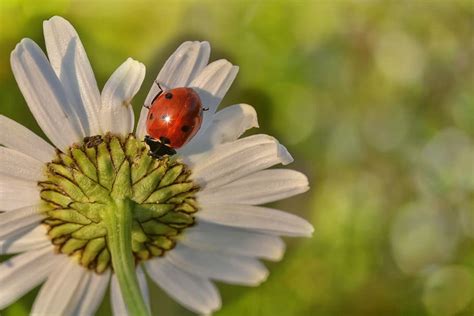 Hd Wallpaper Black And Red Spotted Ladybug Marguerite Flower White