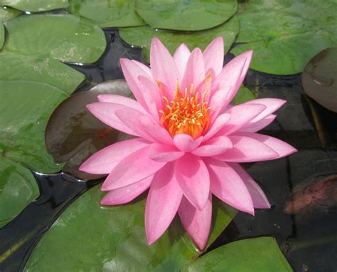 Mayla Water Lily Nymphaea Mayla Plants For Ponds
