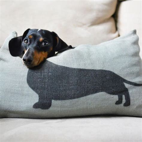 17 Smiling Dachshunds Put A Smile On Your Face