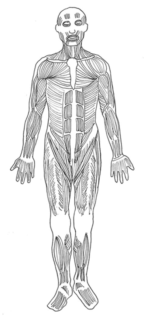 Muscles make up about half the body's. Free Shoulders Cliparts Diagram, Download Free Clip Art ...