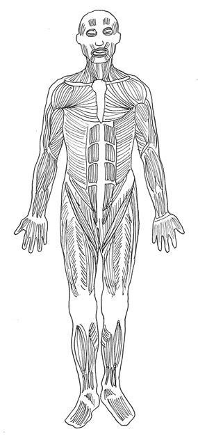 The front of the thighs consist mostly of the quadriceps. Free Shoulders Cliparts Diagram, Download Free Clip Art ...