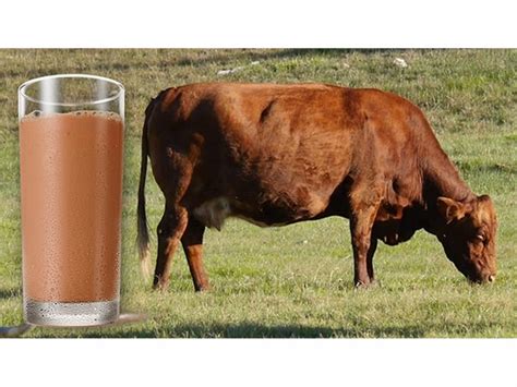 Many Americans Believe Chocolate Milk Comes From Brown Cows Malibu