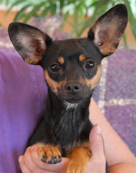 Yorkie Miniature Pinscher Mix Gone To The Dogs Pinterest