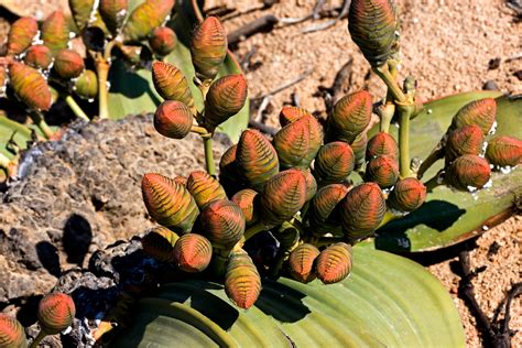 Wüstenpflanze Welwitschie Industrieverband Agrar