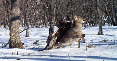 A Golden Eagle Attacking A Deer Pics