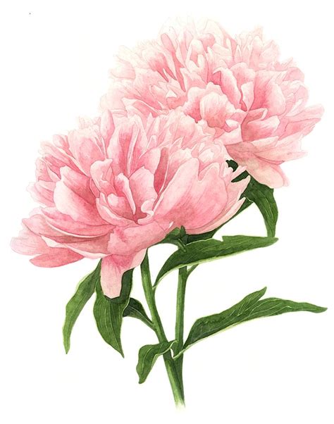 Double Pink Peonies — Amanda Farquharson Peony Painting Flower