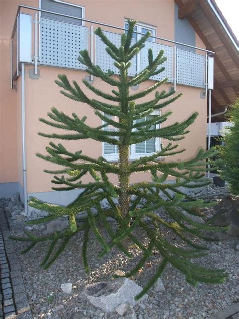 Araucaria araucana 。 später ausgewachsen: Araucaria (Chilenische Schmucktanne) / Affenbaum in ...