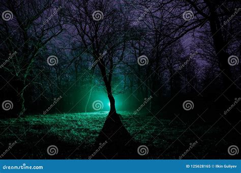 Luce Sconosciuta In Una Foresta Scura Alla Notte Siluetta Della Persona