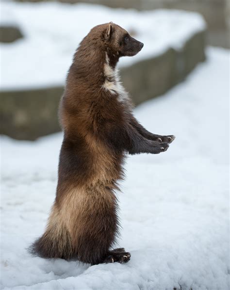 Standup Wolverine Wolverine Animal Wolverine Animals Wild