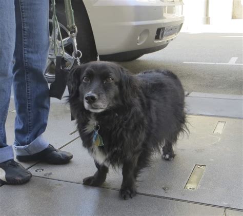 Dog Of The Day Louie The Border Collie Mix The Dogs Of San Francisco