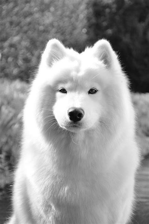 437 Best Samoyed The Dog That Smiles Images On Pinterest