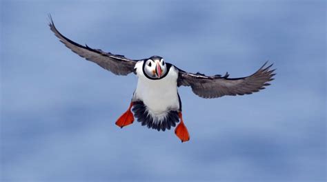 The Mystery Of The Puffin Has Finally Been Solved