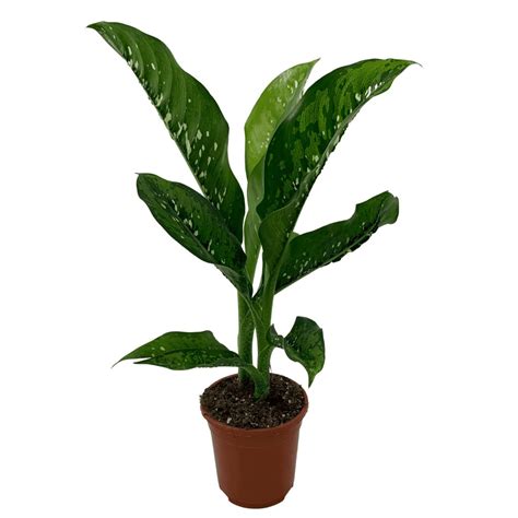 Buy Dieffenbachia Crocodile Online At The Plant Dynasty