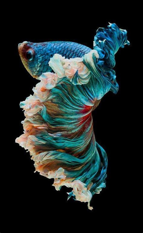 Pin By Rebe Ramos On Nice Beautiful Sea Creatures Betta Fish Fish Art