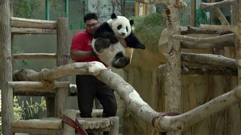 How Chinas Panda Diplomacy Promotes Conservation And Cultural Exchange