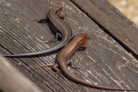 One Day At A Time Five Lined Skink