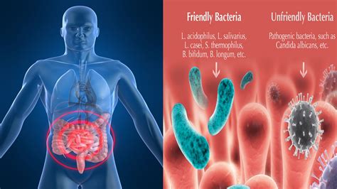 The Good Bacteria 5 Ways To Improve The Gut Flora Gut Flora