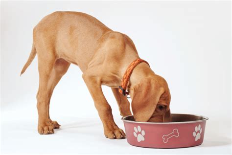 A Brown Dog Eating Out Of A Pink Bowl