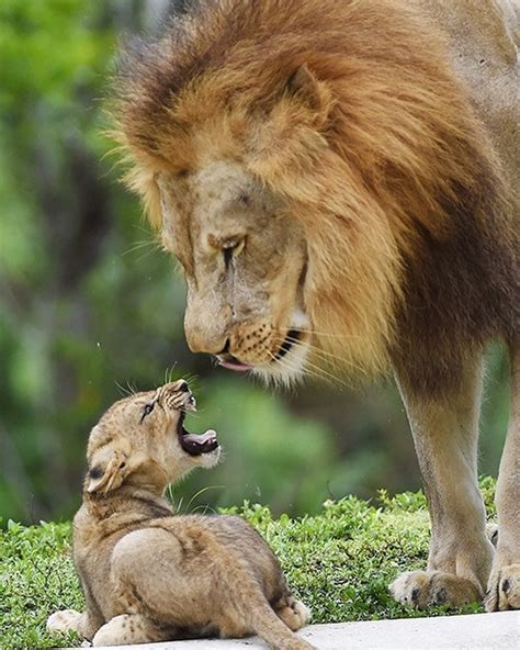 Lion Cub And His Father Photographed By Zoomiami R