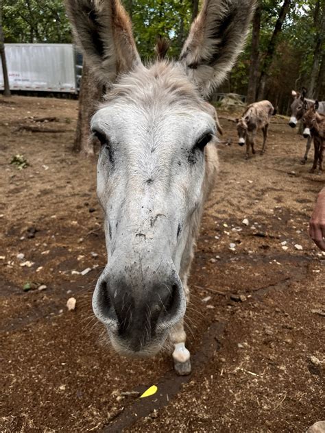 Meet the Doctor Who is also a Donkey Rescuer • Missouri Life Magazine
