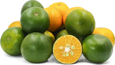 Jeruk Siam Oranges Information And Facts