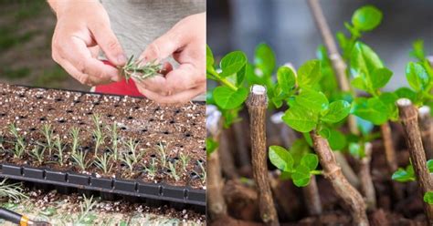 20 Plants You Can Grow From Cuttings And How To Do It