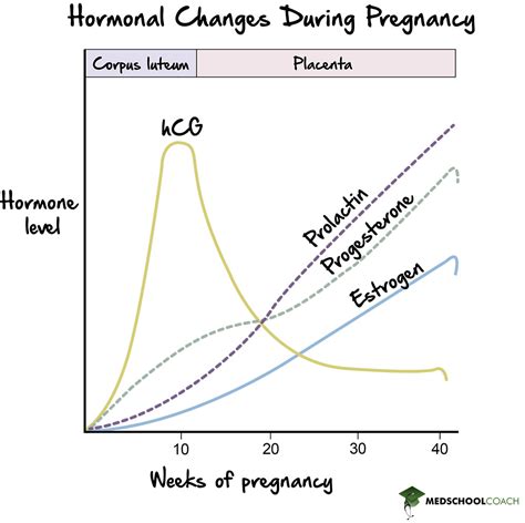 Pregnancy Parturition And Lactation Mcat Biology Medschoolcoach