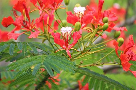 Flowering Trees In India Top 10 Beautiful Indian Flowering Trees
