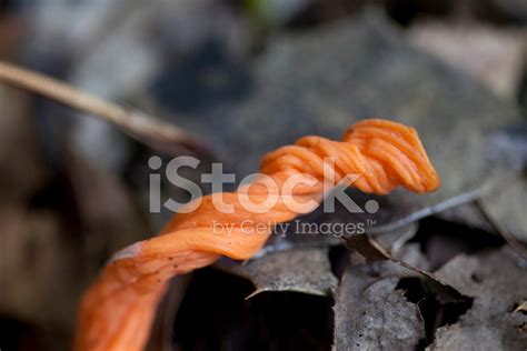 Orange Coral Fungus Stock Photo Royalty Free Freeimages