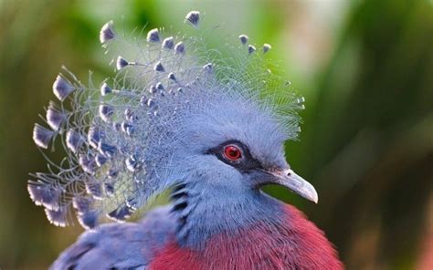 10 Aves Exóticas Sorprendentes Del Mundo Aves Exóticas Aves De
