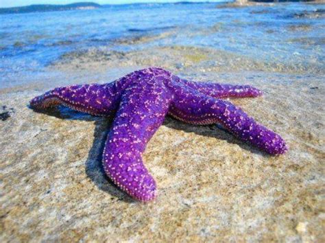 Purple Starfish ¥ Purple And Black ¥ Pinterest