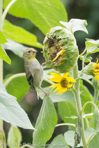 Apart from eating healthily, the best way to lose weight and keep it off is to be more active and do more exercise. American Goldfinches in my Backyard - catandturtle